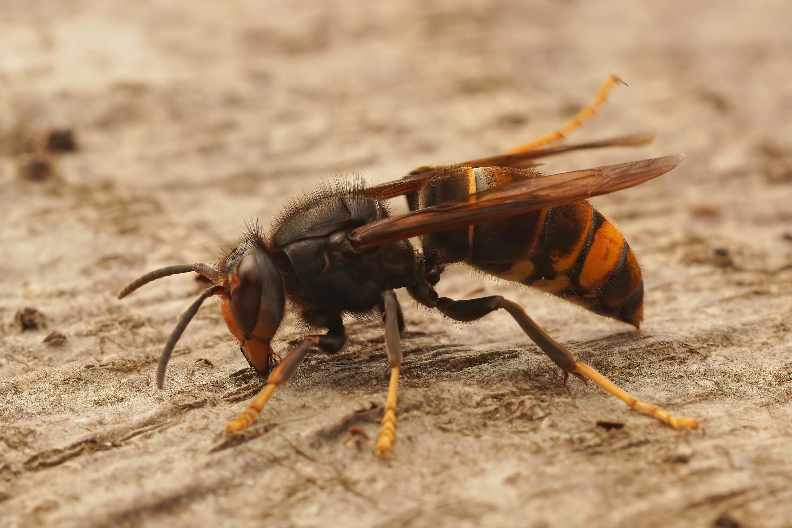 extermination de guepes et frelons 66 perpignan po