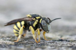 extermination de guepes et frelons 66 po entreprise