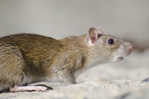 nuisible rat intervention perpignan 66